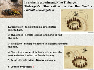 In a classic experiment, Niko Tinbergen
Tinbergen's Observations on the Bee Wolf -
Philanthus triangulum
6. Confirm hypothesis 
1.Observation - Female flies in a circle before
going to hunt.
3. Prediction - Female will return to a landmark to find
the nest.
4. Test - Place an artificial landmark around the
nest and move it when the female is away
5. Result - Female orients to new landmark.
2. Hypothesis - Female is using landmarks to find
the nest.
 