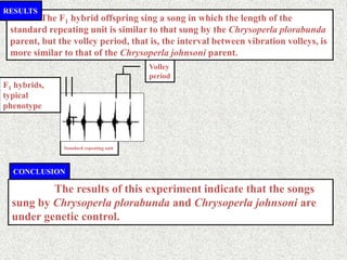 The F1 hybrid offspring sing a song in which the length of the
standard repeating unit is similar to that sung by the Chrysoperla plorabunda
parent, but the volley period, that is, the interval between vibration volleys, is
more similar to that of the Chrysoperla johnsoni parent.
RESULTS
The results of this experiment indicate that the songs
sung by Chrysoperla plorabunda and Chrysoperla johnsoni are
under genetic control.
CONCLUSION
Standard repeating unit
Volley
period
F1 hybrids,
typical
phenotype
 
