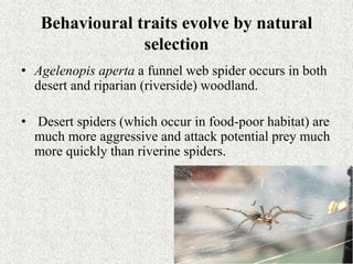 Behavioural traits evolve by natural
selection
• Agelenopis aperta a funnel web spider occurs in both
desert and riparian (riverside) woodland.
• Desert spiders (which occur in food-poor habitat) are
much more aggressive and attack potential prey much
more quickly than riverine spiders.
 