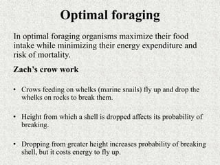 Zach’s crow work
• Crows feeding on whelks (marine snails) fly up and drop the
whelks on rocks to break them.
• Height from which a shell is dropped affects its probability of
breaking.
• Dropping from greater height increases probability of breaking
shell, but it costs energy to fly up.
Optimal foraging
In optimal foraging organisms maximize their food
intake while minimizing their energy expenditure and
risk of mortality.
 