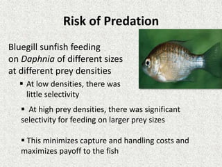 Risk of Predation
Bluegill sunfish feeding
on Daphnia of different sizes
at different prey densities
 At low densities, there was
little selectivity
 At high prey densities, there was significant
selectivity for feeding on larger prey sizes
 This minimizes capture and handling costs and
maximizes payoff to the fish
 