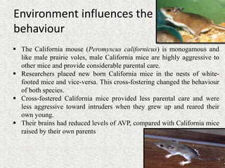Environment influences the
behaviour
 The California mouse (Peromyscus californicus) is monogamous and
like male prairie voles, male California mice are highly aggressive to
other mice and provide considerable parental care.
 Researchers placed new born California mice in the nests of white-
footed mice and vice-versa. This cross-fostering changed the behaviour
of both species.
 Cross-fostered California mice provided less parental care and were
less aggressive toward intruders when they grew up and reared their
own young.
 Their brains had reduced levels of AVP, compared with California mice
raised by their own parents
 