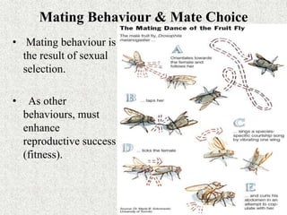 Mating Behaviour & Mate Choice
• Mating behaviour is
the result of sexual
selection.
• As other
behaviours, must
enhance
reproductive success
(fitness).
 