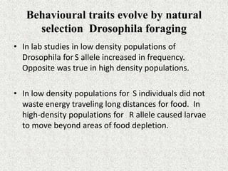 Behavioural traits evolve by natural
selection Drosophila foraging
• In lab studies in low density populations of
Drosophila for S allele increased in frequency.
Opposite was true in high density populations.
• In low density populations for S individuals did not
waste energy traveling long distances for food. In
high-density populations for R allele caused larvae
to move beyond areas of food depletion.
 