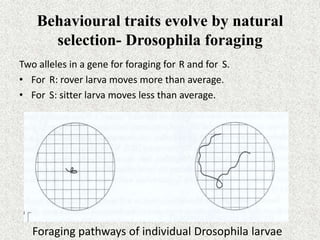 Behavioural traits evolve by natural
selection- Drosophila foraging
Two alleles in a gene for foraging for R and for S.
• For R: rover larva moves more than average.
• For S: sitter larva moves less than average.
Foraging pathways of individual Drosophila larvae
 