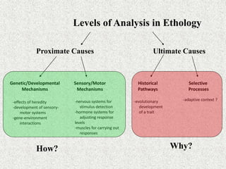 Levels of Analysis in Ethology
Proximate Causes Ultimate Causes
Genetic/Developmental
Mechanisms
Sensory/Motor
Mechanisms
Historical
Pathways
Selective
Processes
-effects of heredity
-development of sensory-
motor systems
-gene-environment
interactions
-nervous systems for
stimulus detection
-hormone systems for
adjusting response
levels
-muscles for carrying out
responses
-adaptive context ?-evolutionary
development
of a trait
How? Why?
 
