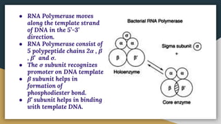 .
● RNA Polymerase moves
along the template strand
of DNA in the 5’-3’
direction.
● RNA Polymerase consist of
5 polypeptide chains 2α , β
, β’ and σ.
● The σ subunit recognizes
promoter on DNA template
● β subunit helps in
formation of
phosphodiester bond.
● β’ subunit helps in binding
with template DNA.
 