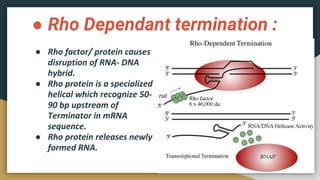 ● Rho Dependant termination :
● Rho factor/ protein causes
disruption of RNA- DNA
hybrid.
● Rho protein is a specialized
helical which recognize 50-
90 bp upstream of
Terminator in mRNA
sequence.
● Rho protein releases newly
formed RNA.
 
