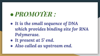 ● PROMOTER :
● It is the small sequence of DNA
which provides binding site for RNA
Polymerase.
● It present at 5’ end.
● Also called as upstream end.
 