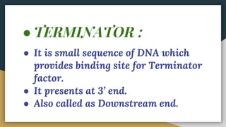 ● TERMINATOR :
● It is small sequence of DNA which
provides binding site for Terminator
factor.
● It presents at 3’ end.
● Also called as Downstream end.
 