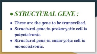 ● STRUCTURAL GENE :
● These are the gene to be transcribed.
● Structural gene in prokaryotic cell is
polycistronic.
● Structural gene in eukaryotic cell is
monocistronic.
 