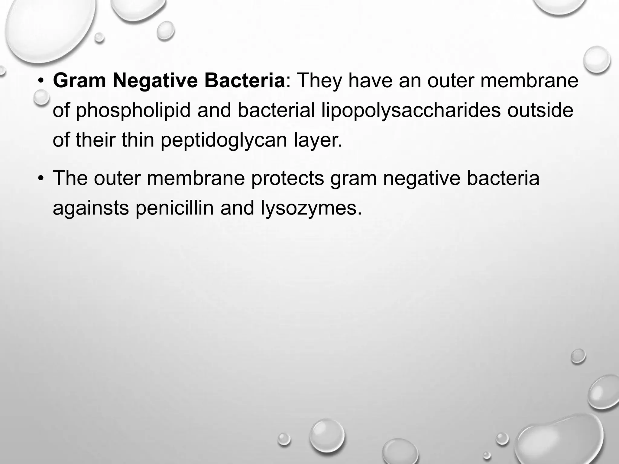 • Gram Negative Bacteria: They have an outer membrane
of phospholipid and bacterial lipopolysaccharides outside
of their thin peptidoglycan layer.
• The outer membrane protects gram negative bacteria
againsts penicillin and lysozymes.
 