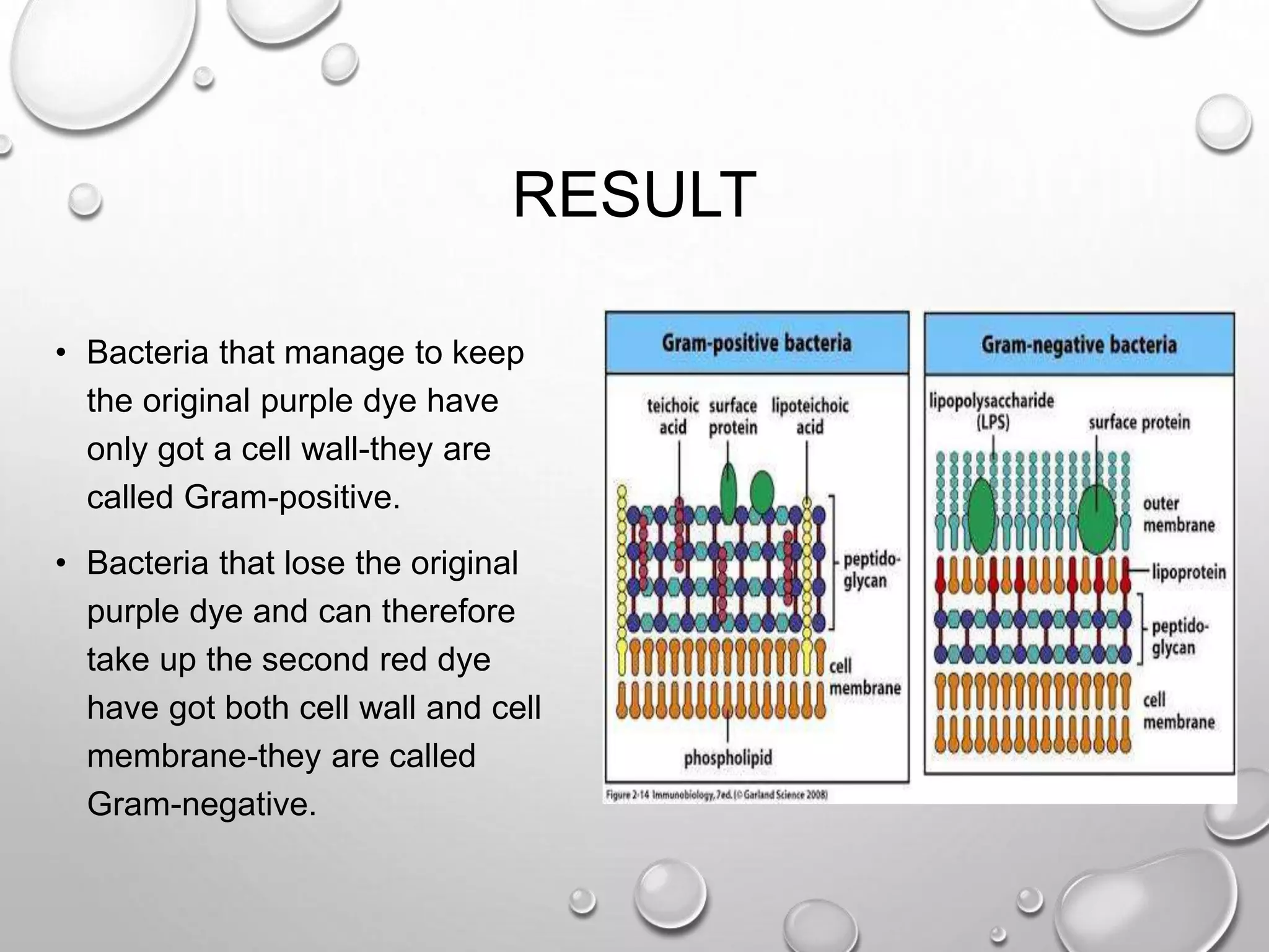 RESULT
• Bacteria that manage to keep
the original purple dye have
only got a cell wall-they are
called Gram-positive.
• Bacteria that lose the original
purple dye and can therefore
take up the second red dye
have got both cell wall and cell
membrane-they are called
Gram-negative.
 