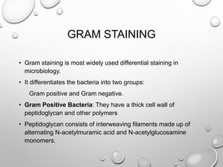 GRAM STAINING
• Gram staining is most widely used differential staining in
microbiology.
• It differentiates the bacteria into two groups:
Gram positive and Gram negative.
• Gram Positive Bacteria: They have a thick cell wall of
peptidoglycan and other polymers
• Peptidoglycan consists of interweaving filaments made up of
alternating N-acetylmuramic acid and N-acetylglucosamine
monomers.
 