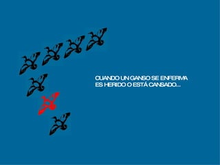 CUANDO UN GANSO SE ENFERMA ES HERIDO O ESTÁ CANSADO... 