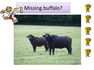 Missing buffalo?
 