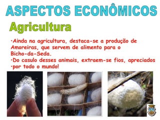 •Ainda na agricultura, destaca-se a produção de
Amoreiras, que servem de alimento para o
Bicho-da-Seda.
•Do casulo desses animais, extraem-se fios, apreciados
•por todo o mundo!
 