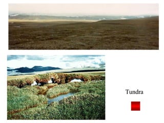 Tundra 