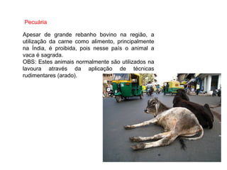 Apesar de grande rebanho bovino na região, a
utilização da carne como alimento, principalmente
na Índia, é proibida, pois nesse país o animal a
vaca é sagrada.
OBS: Estes animais normalmente são utilizados na
lavoura através da aplicação de técnicas
rudimentares (arado).
Pecuária
 