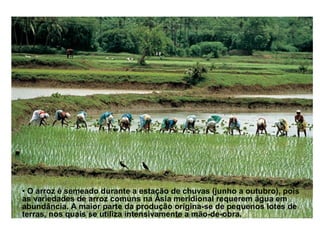 • O arroz é semeado durante a estação de chuvas (junho a outubro), pois
as variedades de arroz comuns na Ásia meridional requerem água em
abundância. A maior parte da produção origina-se de pequenos lotes de
terras, nos quais se utiliza intensivamente a mão-de-obra.
 
