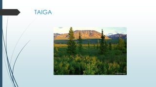 TAIGA
 