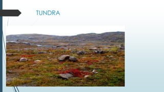 TUNDRA
 