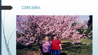 CEREJEIRA
 