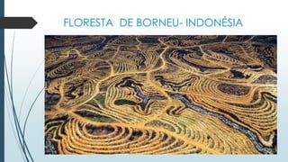 FLORESTA DE BORNEU- INDONÉSIA
 