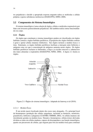 14
tos prejudiciais e decidir a apropriada resposta enquanto tolera as mol´eculas e c´elulas
pr´oprias e ignora substˆancias inofensivas (DASGUPTA; NI ˜NO, 2008).
2.2 Componentes do Sistema Imunol´ogico
O sistema imunol´ogico ´e uma colec¸˜ao de ´org˜aos, c´elulas e mol´eculas respons´aveis por
lidar com invasores potencialmente prejudiciais. Ele tamb´em realiza outras funcionalida-
des no corpo.
2.2.1 ´Org˜aos
Os ´org˜aos que constituem o sistema imunol´ogico podem ser classiﬁcados em ´org˜aos
linf´oides centrais e ´org˜aos linf´oides perif´ericos. O prop´osito dos ´org˜aos linf´oides centrais
´e gerar e apoiar c´elulas imaturas (linf´ocitos). Tais ´org˜aos incluem a medula ´ossea e o
timo. Entretanto, os ´org˜aos linf´oides perif´ericos facilitam a interac¸˜ao entre linf´ocitos e
ant´ıgenos uma vez que a concentrac¸˜ao de ant´ıgenos aumenta nestes ´org˜aos. Os ´org˜aos
linf´oides perif´ericos incluem os linfonodos, o bac¸o e os tecidos mucosos e submucosos
dos tratos alimentar e respirat´orio (DASGUPTA; NI ˜NO, 2008). A ﬁgura 2.1 ilustra os
´org˜aos.
Figura 2.1: ´Org˜aos do sistema imunol´ogico. Adaptado de Janeway et al (2010).
2.2.1.1 Medula ´Ossea
´E um tecido macio localizado dentro dos ossos mais alongados. ´E o principal local
da hematopoese (produc¸˜ao das c´elulas sangu´ıneas, incluindo as hem´acias, mon´ocitos,
granul´ocitos, linf´ocitos e plaquetas) (CASTRO; TIMMIS, 2002). As c´elulas imaturas s˜ao
inicialmente geradas na medula ´ossea. Durante a hematopoese, c´elulas-tronco derivadas
dividem-se tanto em c´elulas maduras, capazes de desempenhar a sua func¸˜ao imunol´ogica,
quanto em precursores de c´elulas, que migram para fora da medula ´ossea para continuar
 