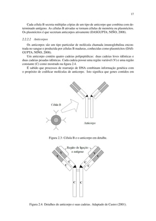 17
Cada c´elula B secreta m´ultiplas c´opias de um tipo de anticorpo que combina com de-
terminado ant´ıgeno. As c´elulas B ativadas se tornam c´elulas de mem´oria ou plasm´ocitos.
Os plasm´ocitos ´e que secretam anticorpos ativamente (DASGUPTA; NI ˜NO, 2008).
2.2.2.2 Anticorpos
Os anticorpos s˜ao um tipo particular de mol´ecula chamada imunoglobulina encon-
trada no sangue e produzida por c´elulas B maduras, conhecidas como plasm´ocitos (DAS-
GUPTA; NI ˜NO, 2008).
Um anticorpo cont´em quatro cadeias polipept´ıdicas: duas cadeias leves idˆenticas e
duas cadeias pesadas idˆenticas. Cada cadeia possui uma regi˜ao vari´avel (V) e uma regi˜ao
constante (C) como mostrado na ﬁgura 2.4.
´E sabido que processos de rearranjo de DNA combinam informac¸˜ao gen´etica com
o prop´osito de codiﬁcar mol´eculas de anticorpo. Isto signiﬁca que genes contidos em
Figura 2.3: C´elula B e o anticorpo em detalhe.
Figura 2.4: Detalhes do anticorpo e suas cadeias. Adaptado de Castro (2001).
 