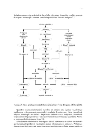 23
linfocinas, para regular a destruic¸˜ao das c´elulas infectadas. Uma vis˜ao geral do processo
de resposta imunol´ogica humoral e mediada por c´elula ´e ilustrada na ﬁgura 2.7.
Figura 2.7: Vis˜ao geral da imunidade humoral e celular. Fonte: Dasgupta e Ni˜no (2008).
Quando o sistema imunol´ogico ´e exposto a um ant´ıgeno uma segunda vez, ele reage
rapidamente e vigorosamente em relac¸˜ao `a produc¸˜ao de anticorpos. Isto ´e chamado de
resposta imunol´ogica secund´aria. O primeiro encontro com o ant´ıgeno ´e chamado de
resposta imunol´ogica prim´aria e ´e uma resposta muito mais lenta que a secund´aria. Ambas
as respostas s˜ao ilustradas na ﬁgura 2.8.
Esta resposta aumentada de anticorpos ´e devido `a existˆencia de c´elulas de mem´oria
que rapidamente produzem plasm´ocitos quando estimuladas por ant´ıgenos. Portanto, o
sistema imunol´ogico aprende no encontro com os ant´ıgenos a melhorar a sua resposta em
 