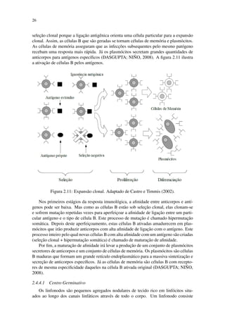 26
selec¸˜ao clonal porque a ligac¸˜ao antigˆenica orienta uma c´elula particular para a expans˜ao
clonal. Assim, as c´elulas B que s˜ao geradas se tornam c´elulas de mem´oria e plasm´ocitos.
As c´elulas de mem´oria asseguram que as infecc¸˜oes subsequentes pelo mesmo pat´ogeno
recebam uma resposta mais r´apida. J´a os plasm´ocitos secretam grandes quantidades de
anticorpos para ant´ıgenos espec´ıﬁcos (DASGUPTA; NI ˜NO, 2008). A ﬁgura 2.11 ilustra
a ativac¸˜ao de c´elulas B pelos ant´ıgenos.
Figura 2.11: Expans˜ao clonal. Adaptado de Castro e Timmis (2002).
Nos primeiros est´agios da resposta imunol´ogica, a aﬁnidade entre anticorpos e ant´ı-
genos pode ser baixa. Mas como as c´elulas B est˜ao sob selec¸˜ao clonal, elas clonam-se
e sofrem mutac¸˜ao repetidas vezes para aperfeic¸oar a aﬁnidade de ligac¸˜ao entre um parti-
cular ant´ıgeno e o tipo de c´elula B. Este processo de mutac¸˜ao ´e chamado hipermutac¸˜ao
som´atica. Depois deste aperfeic¸oamento, estas c´elulas B ativadas amadurecem em plas-
m´ocitos que ir˜ao produzir anticorpos com alta aﬁnidade de ligac¸˜ao com o ant´ıgeno. Este
processo inteiro pelo qual novas c´elulas B com alta aﬁnidade com um ant´ıgeno s˜ao criadas
(selec¸˜ao clonal + hipermutac¸˜ao som´atica) ´e chamado de maturac¸˜ao de aﬁnidade.
Por ﬁm, a maturac¸˜ao de aﬁnidade ir´a levar a produc¸˜ao de um conjunto de plasm´ocitos
secretores de anticorpos e um conjunto de c´elulas de mem´oria. Os plasm´ocitos s˜ao c´elulas
B maduras que formam um grande ret´ıculo endoplasm´atico para a massiva sintetizac¸˜ao e
secrec¸˜ao de anticorpos espec´ıﬁcos. J´a as c´elulas de mem´oria s˜ao c´elulas B com recepto-
res de mesma especiﬁcidade daqueles na c´elula B ativada original (DASGUPTA; NI ˜NO,
2008).
2.4.4.1 Centro Germinativo
Os linfonodos s˜ao pequenos agregados nodulares de tecido rico em linf´ocitos situ-
ados ao longo dos canais linf´aticos atrav´es de todo o corpo. Um linfonodo consiste
 