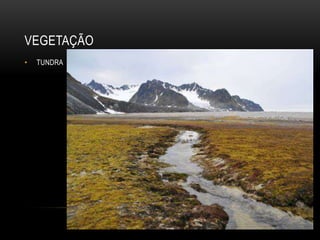 VEGETAÇÃO
• TUNDRA
 