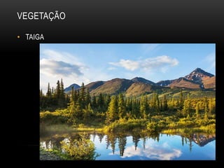VEGETAÇÃO
• TAIGA
 