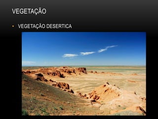 VEGETAÇÃO
• VEGETAÇÃO DESERTICA
 