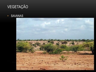 VEGETAÇÃO
• SAVANAS
 