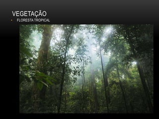 VEGETAÇÃO
• FLORESTA TROPICAL
 