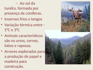 • TAIGA – Ao sul da
tundra, formada por
presença de coníferas.
• Invernos frios e longos
• Variação térmica entre -
5°C e 3°C
• Animais característicos
são os ursos, cervos,
lobos e raposas.
• Arvores exploradas para
a produção de papel e
madeira para
construção.
 