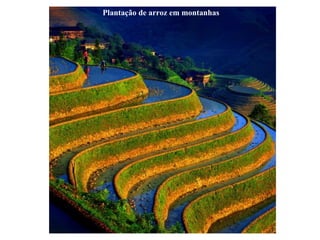 Plantação de arroz em montanhas 
