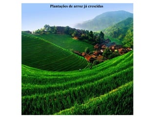 Plantações de arroz já crescidas 