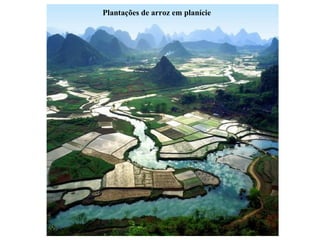 Plantações de arroz em planície 