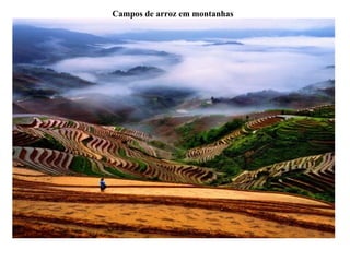 Campos de arroz em montanhas 