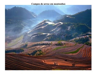 Campos de arroz em montanhas 