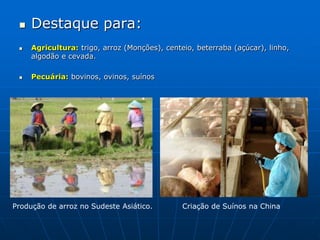 Destaque para:Agricultura: trigo, arroz (Monções), centeio, beterraba (açúcar), linho, algodão e cevada.Pecuária: bovinos, ovinos, suínos Produção de arroz no Sudeste Asiático.Criação de Suínos na China