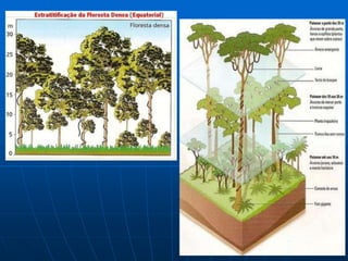 Climograma Equatorial