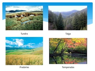 Tundra Taiga 
Pradarias Temperadas 
 