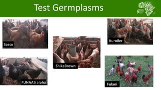 African Chicken Genetic Gains: ACGG-Nigeria report