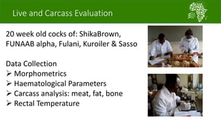 African Chicken Genetic Gains: ACGG-Nigeria report