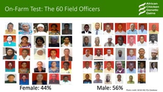 African Chicken Genetic Gains: ACGG-Nigeria report