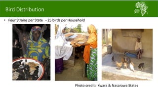 African Chicken Genetic Gains: ACGG-Nigeria report